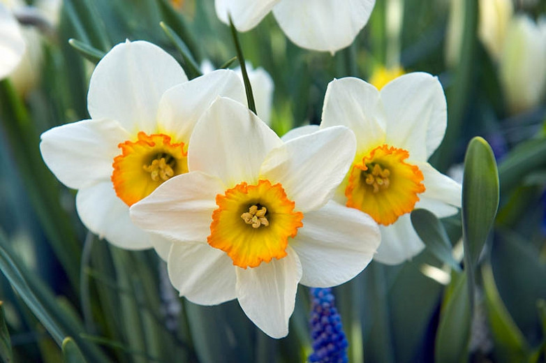 Narcissus Flowers Pictures | Best Flower Site